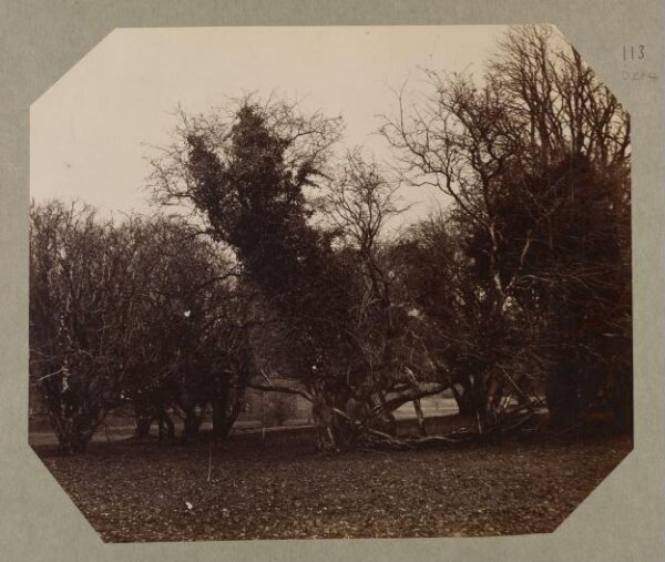 Clementina, Lady Hawarden, Photograph