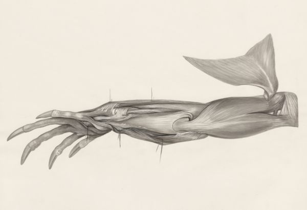 H.G Wetselaar, Muscular tissue of a lizards upper extremities