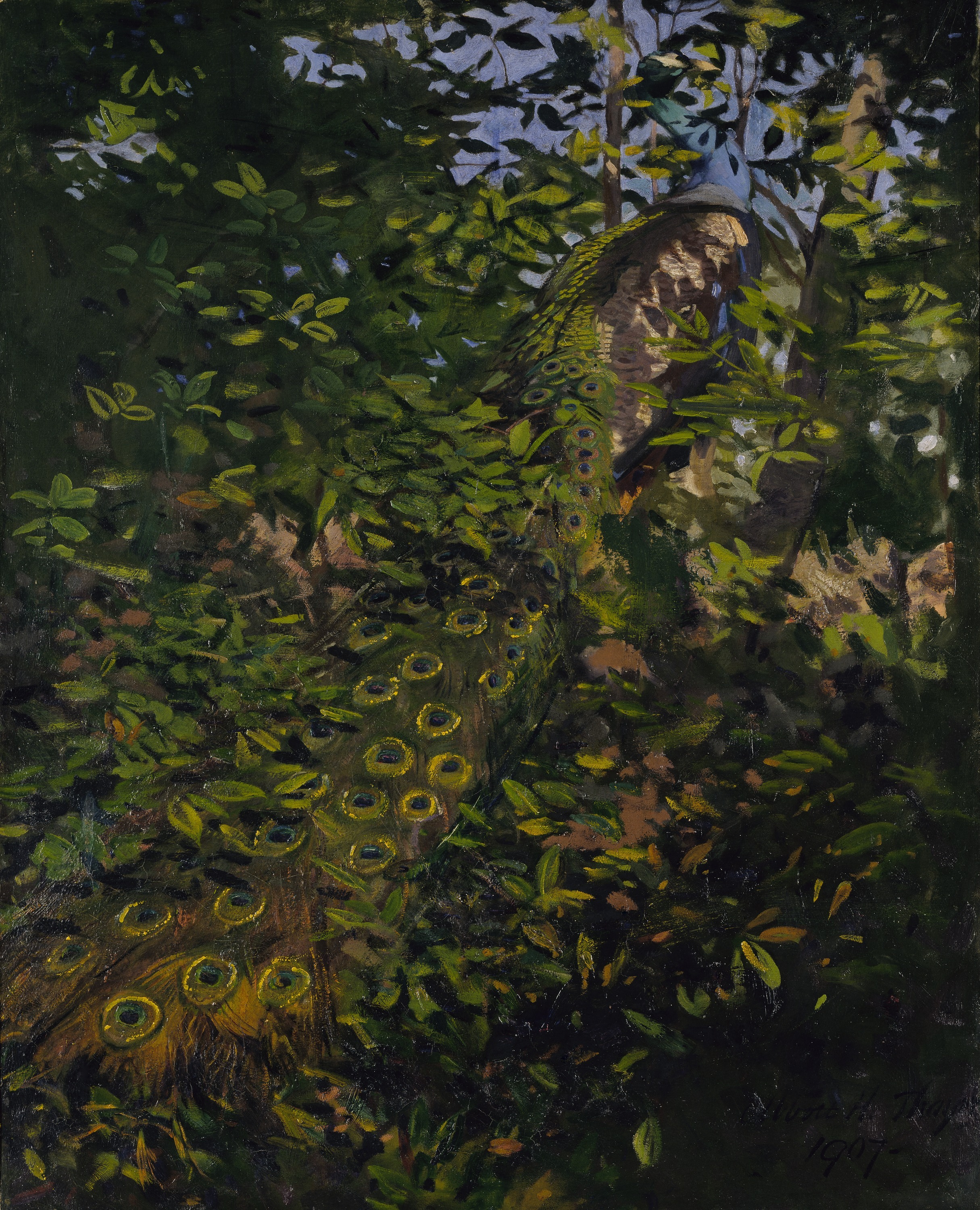 Abbott Handerson Thayer, Peacock in the Woods, study for book Concealing Coloration in the Animal Kingdom