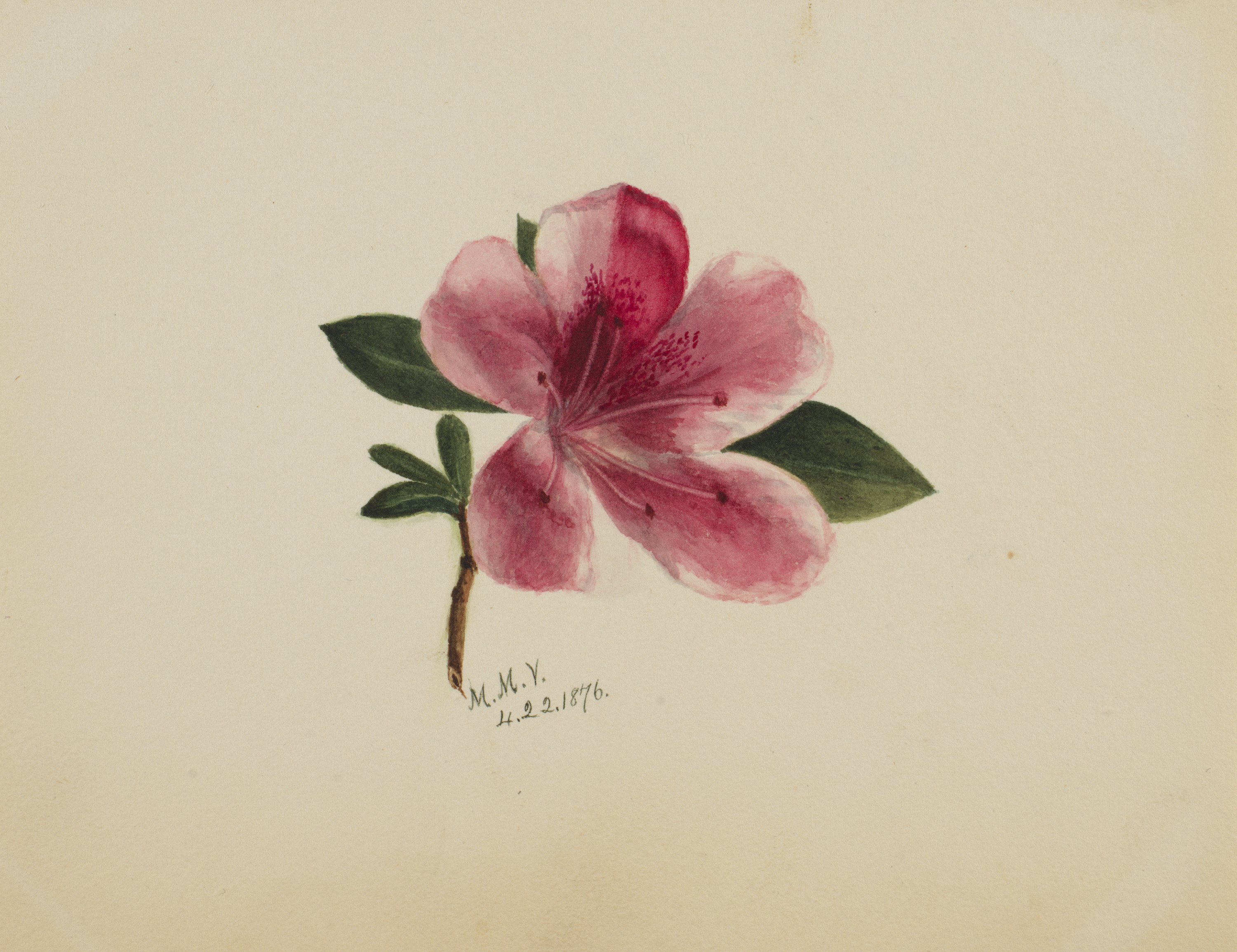 Mary Vaux Walcott, (Untitled--Flower Study)