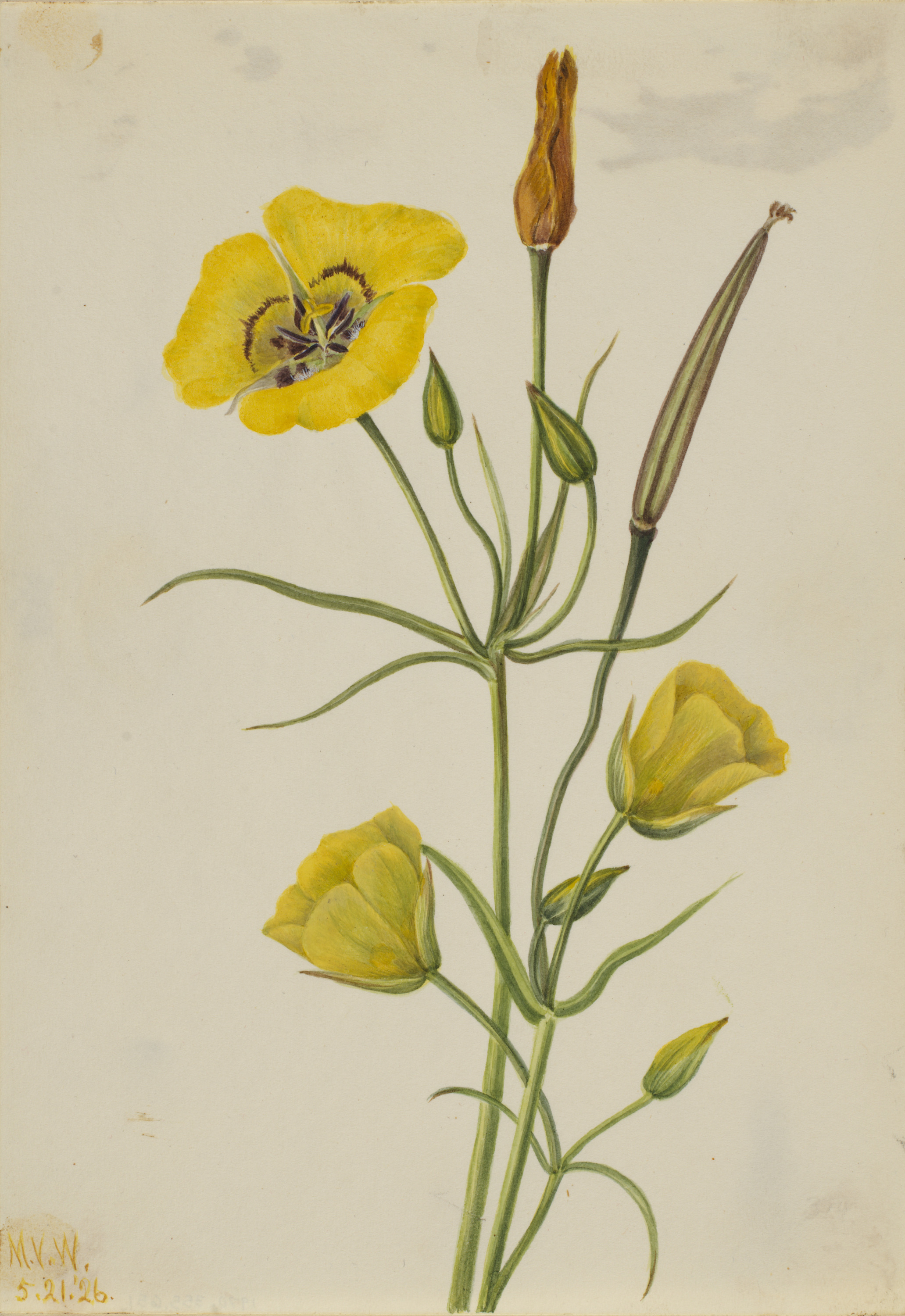 Mary Vaux Walcott, Goldenbowl Mariposa (Calochortus claratus)