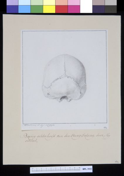 M Houtman, Animals: ape, skull