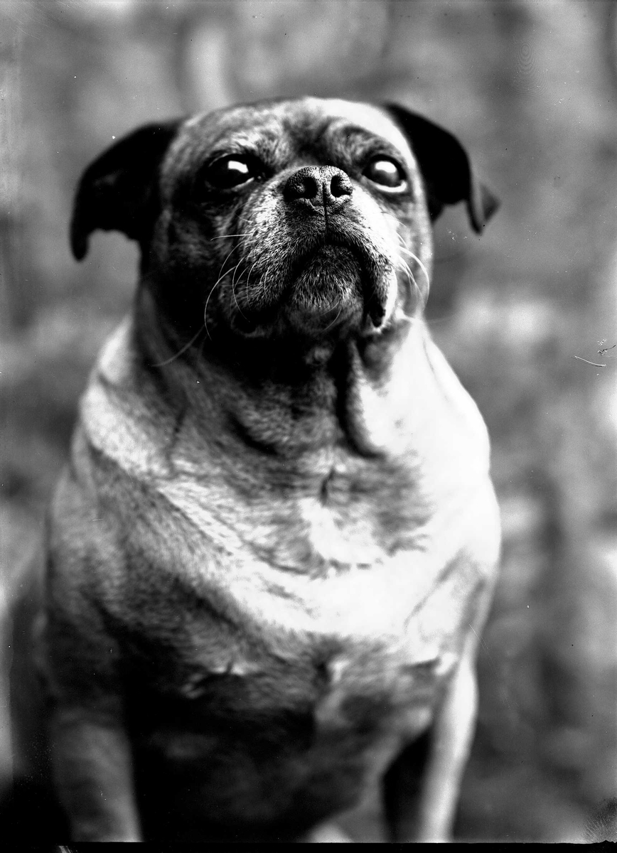Solveig Lund, Fotografi av hund.