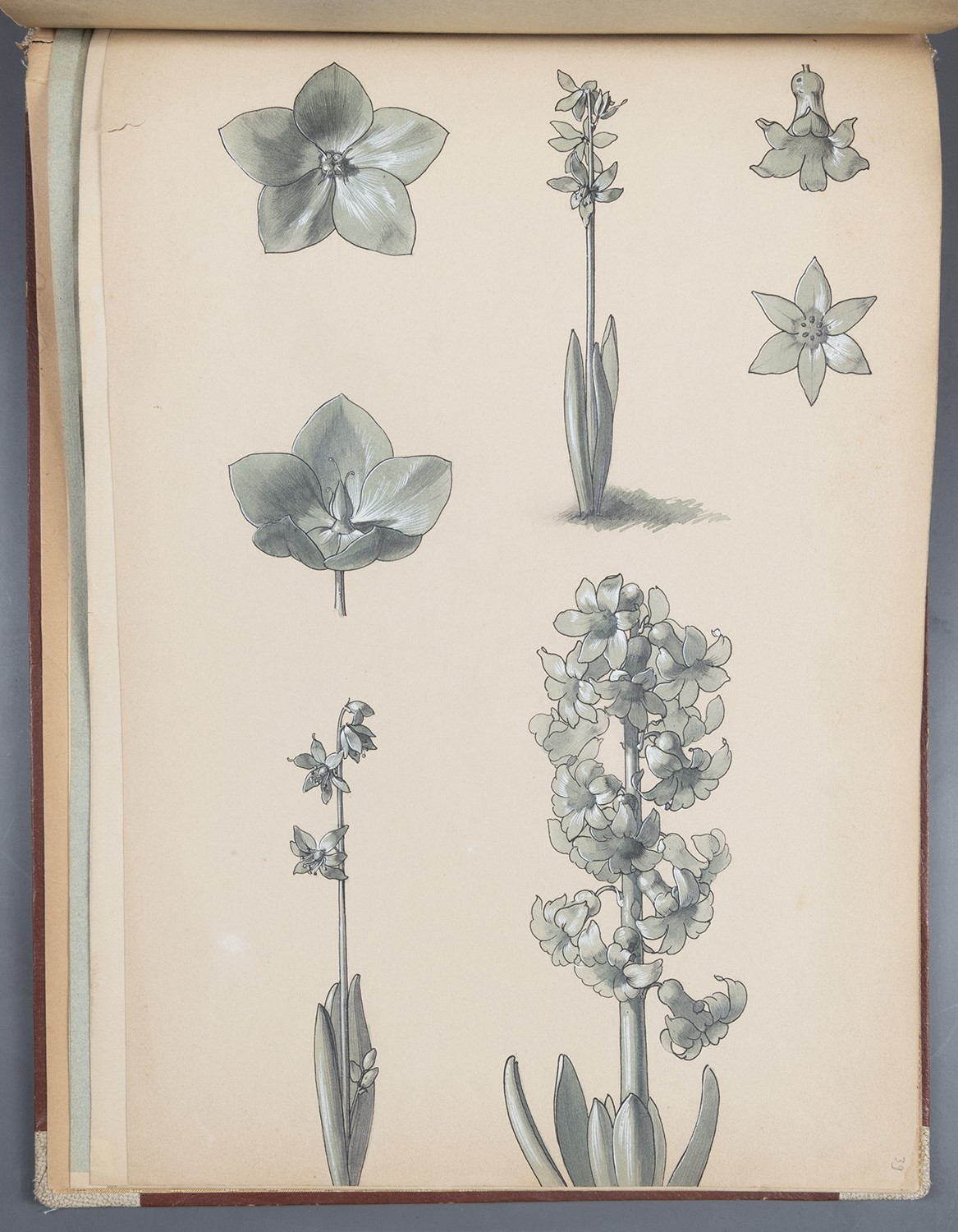 Paul Jordan, Blüten (Frühblüher: Hyazinthe und ?)