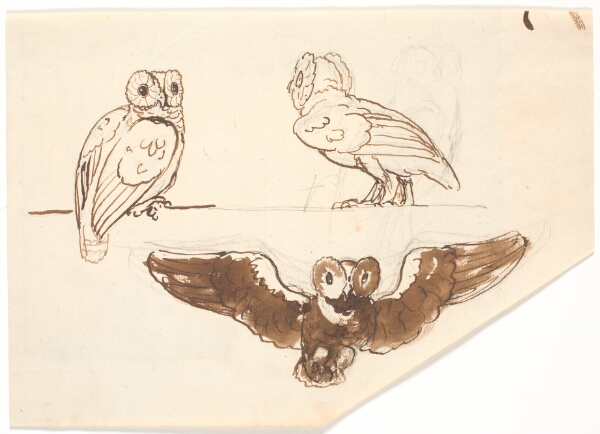 Nicolai Abildgaard, Studie af tre ugler