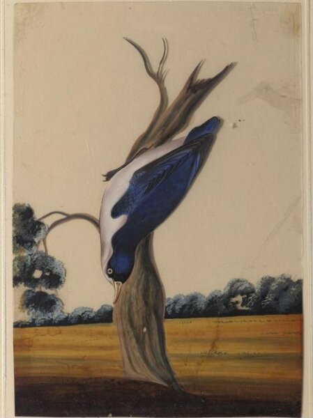Unknown, One of nine drawings of birds.