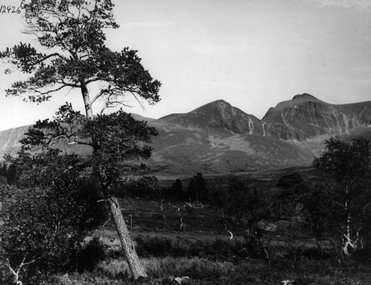 Anders Beer Wilse, Sølen, Landskap