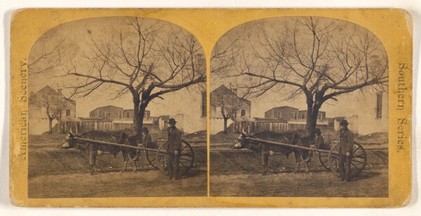 Unknown, Tallahassee. Steer and Cart. [Florida]