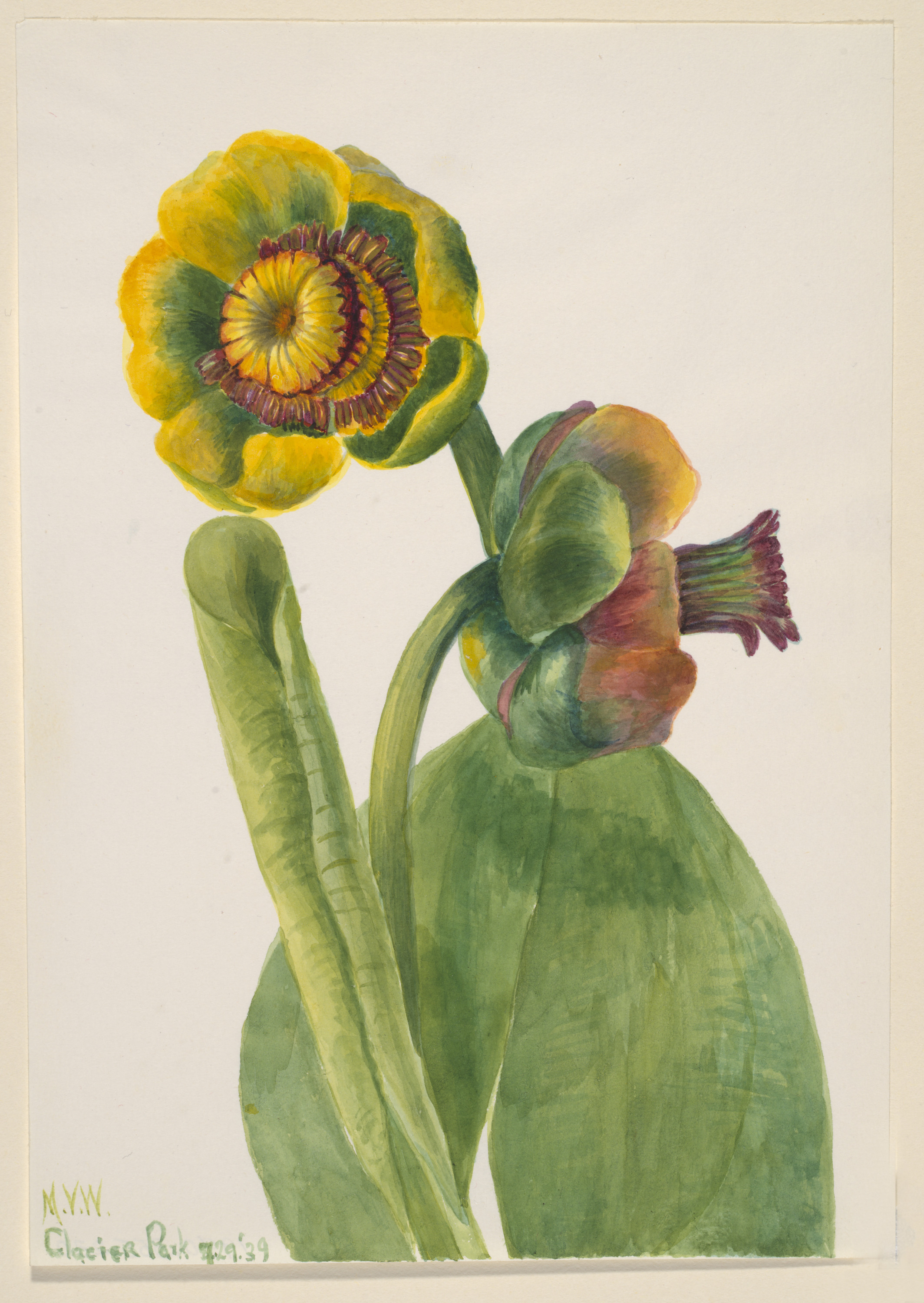 Mary Vaux Walcott, Untitled--Flower Study