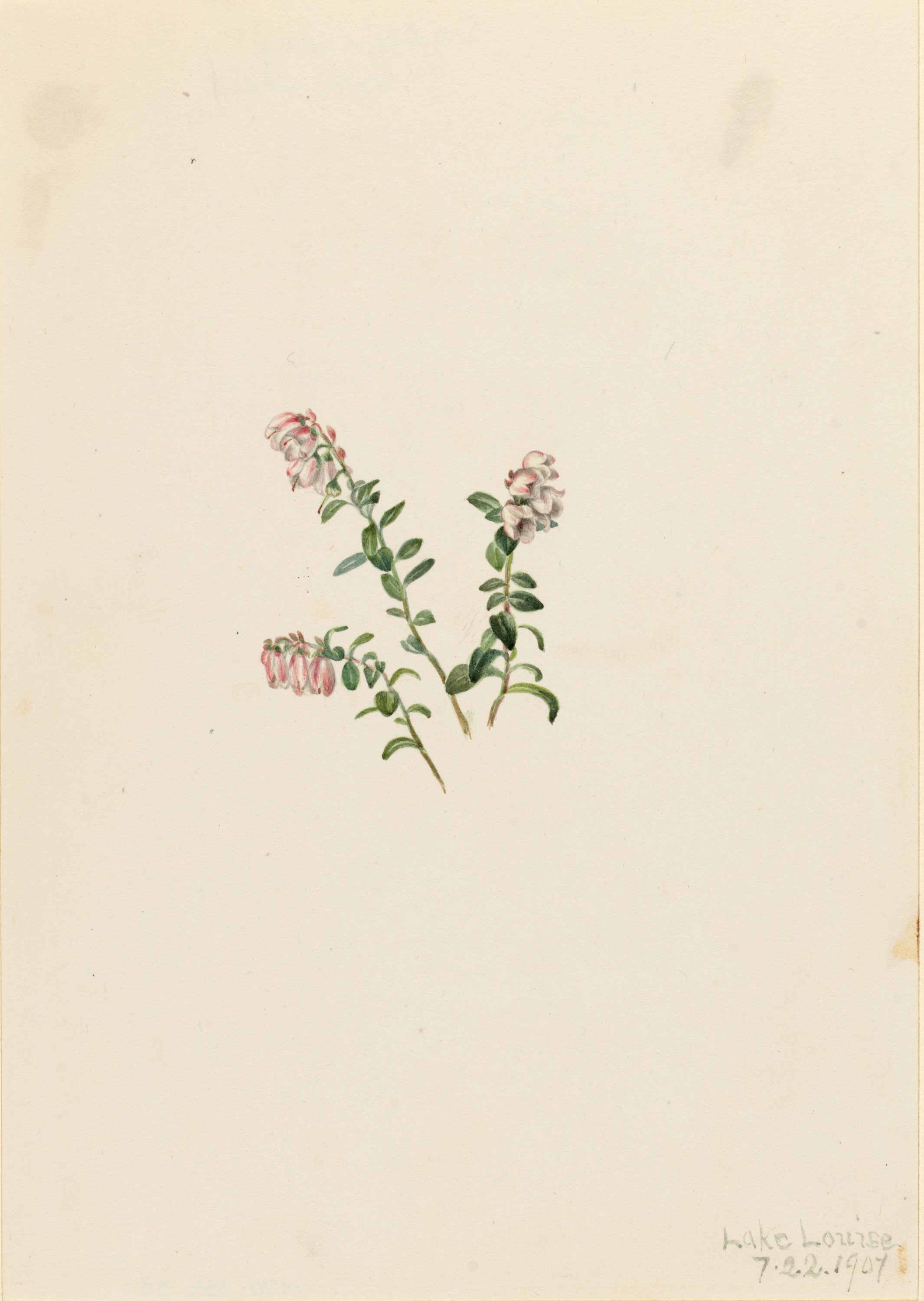 Mary Vaux Walcott, Mountain Cranberry (Vaccinium vitisidaea minus)