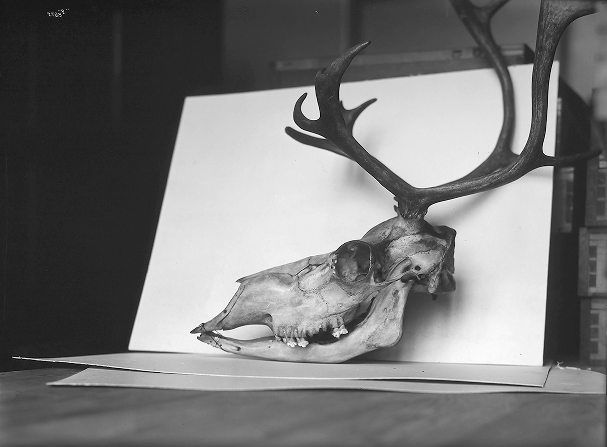 Anders Beer Wilse, Prot: Rensdyrkranier - soologiske Museum
