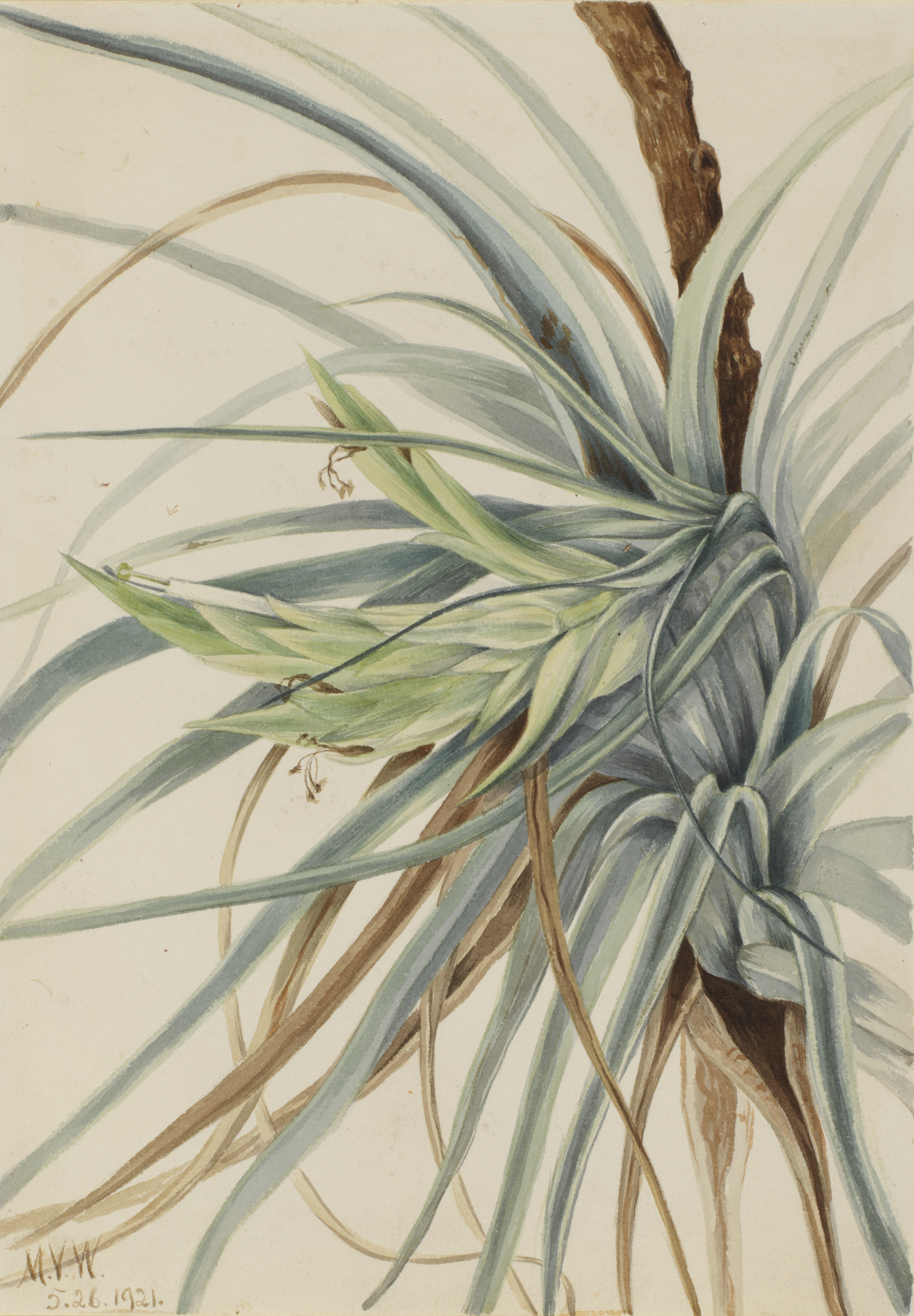 Mary Vaux Walcott, Wild Pineapple (Tillandsia fasciculata)
