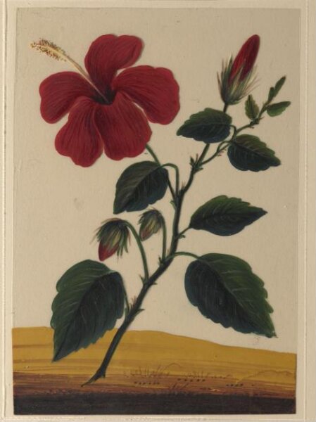 Unknown, One of eighteen drawings of flowers.