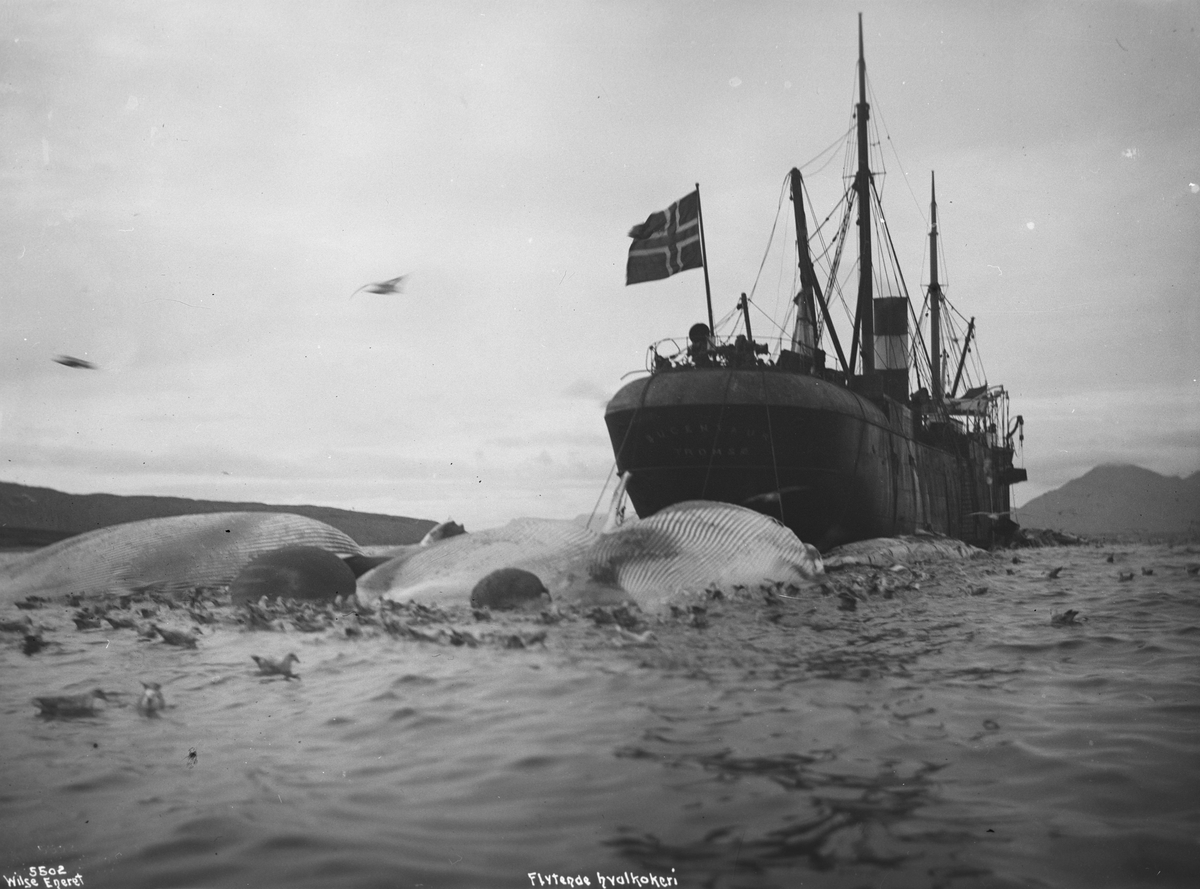Anders Beer Wilse, Prot: Spitsbergen - Bell Sound Flytende Hvalstation 17/8 1906