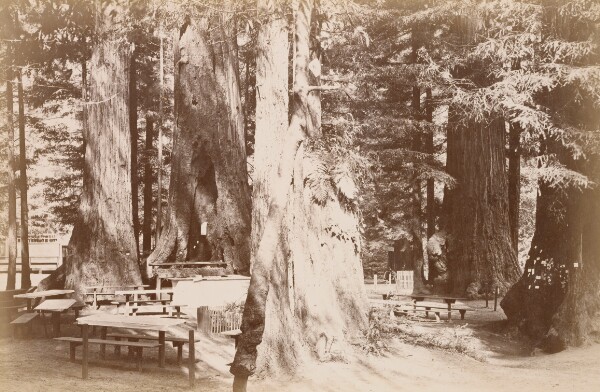 Carleton Watkins, [Picnic Table in Redwood Grove]