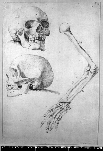 Karel van Mander III, To kranier og en arm.