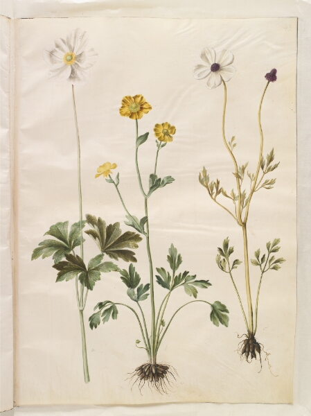Hans Simon Holtzbecker, Anemone sylvestris (sommer-anemone); Ranunculus monspeliacus (silke-ranunkel); Ranunculus asiaticus (have-ranunkel)