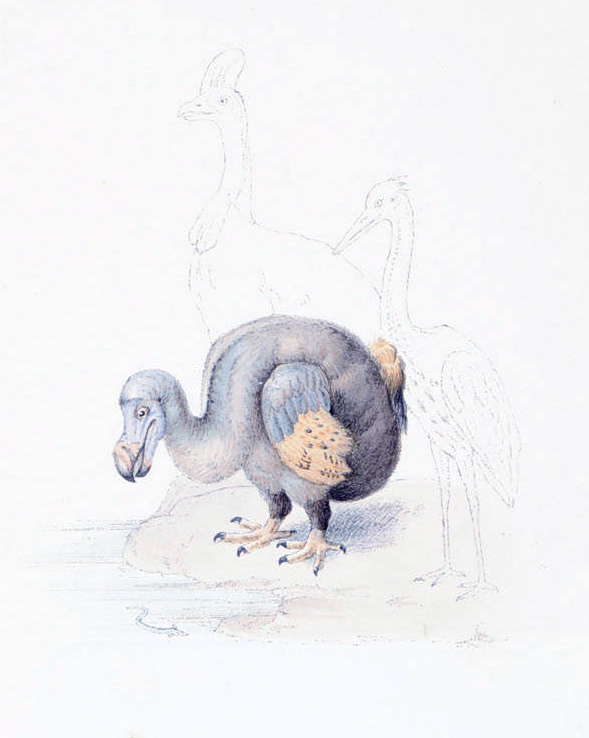 Roelant Savery, Dodo looking at an eel.