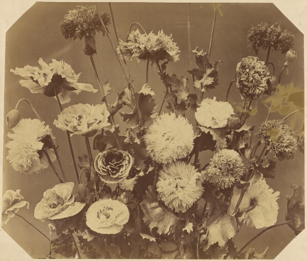 Adolphe Braun, [Flowers]