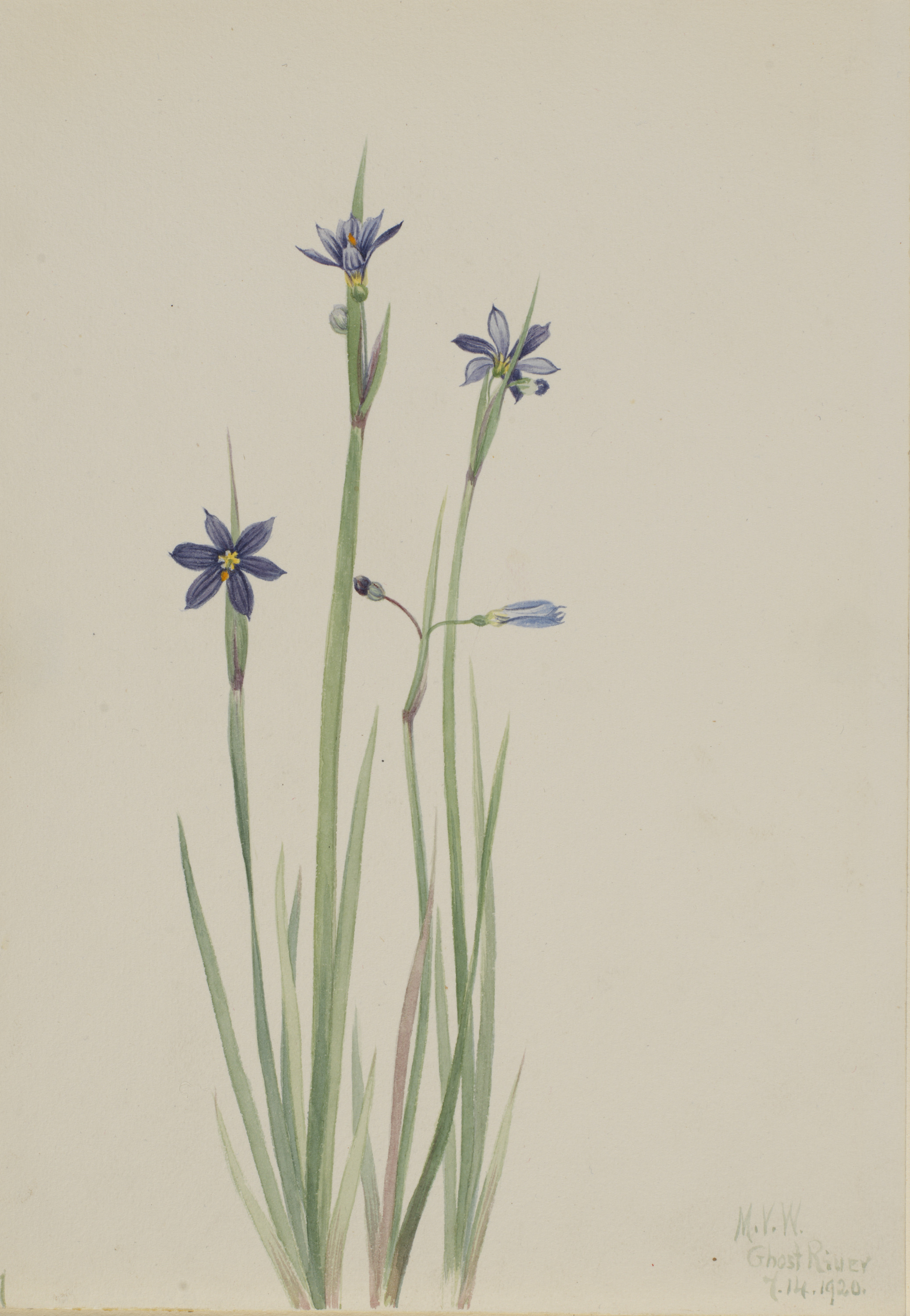 Mary Vaux Walcott, Blue-eyed-grass (Sisyrinchium angustifolium)