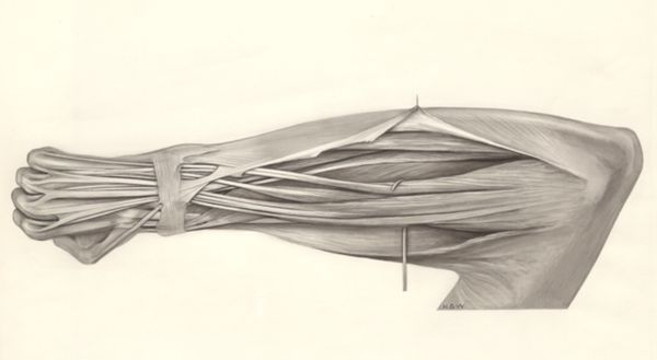 H.G Wetselaar, Muscular tissue of the lower arm