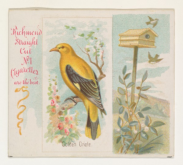 Allen & Ginter, Golden Oriole, from the Song Birds of the World series (N42) for Allen & Ginter Cigarettes