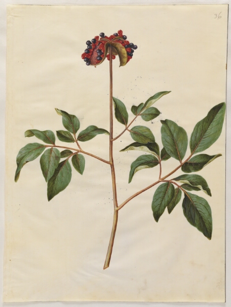 Hans Simon Holtzbecker, Paeonia mascula (rosen-silkeplante)