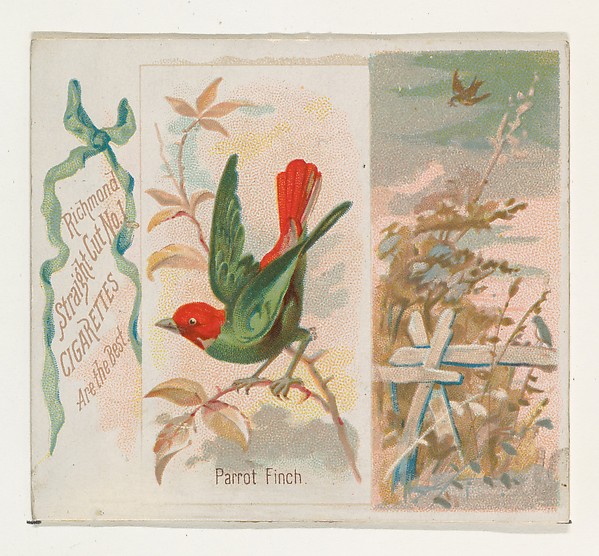 Allen & Ginter, Parrot Finch, from the Song Birds of the World series (N42) for Allen & Ginter Cigarettes