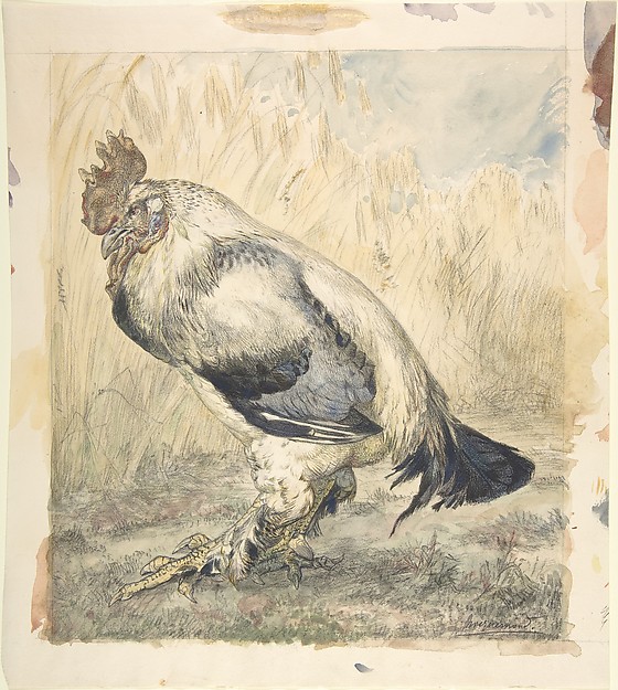 Félix Bracquemond, The Old Cock