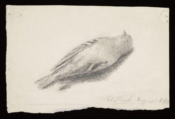 Potter, Beatrix, Drawing