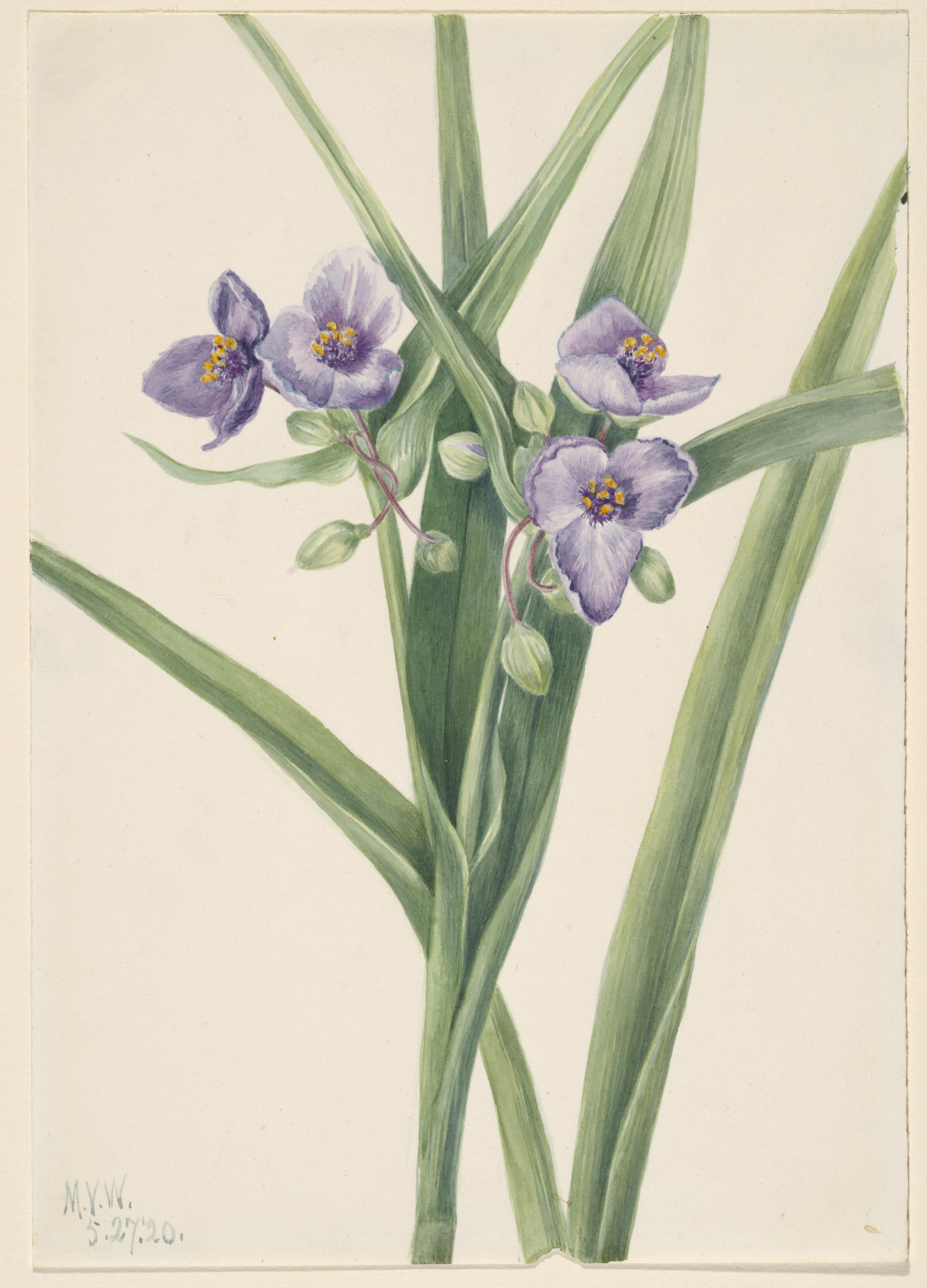 Mary Vaux Walcott, Virginia Spiderwort (Tradescantia virginiana)