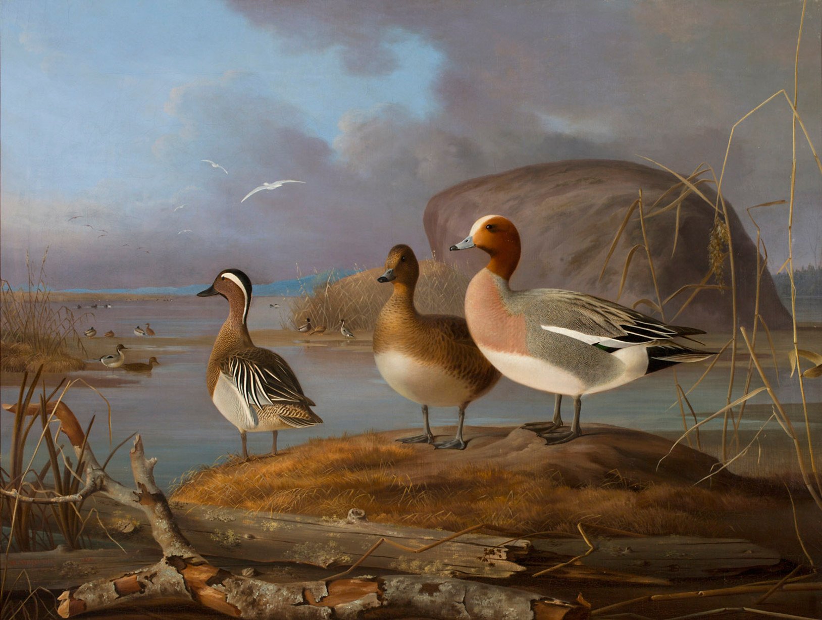 Magnus von Wright, Pair of Wigeons and a Male Teal