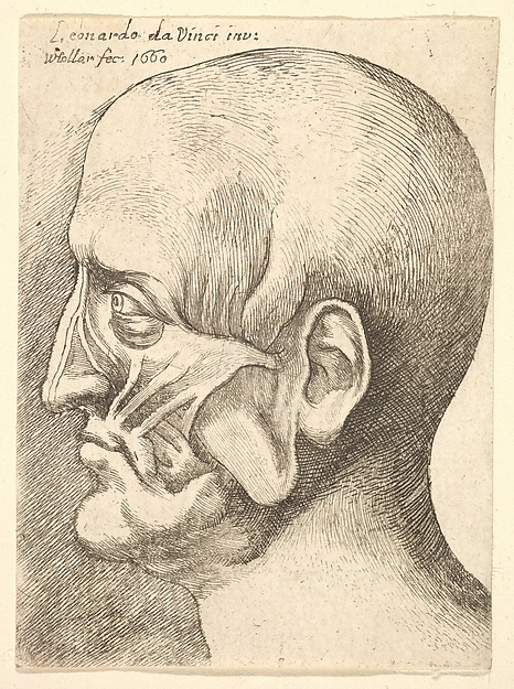 Wenceslaus Hollar, Ecorche head of a man in profile to left