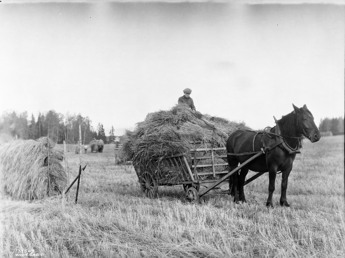 Anders Beer Wilse, Prot: Genre, Høst, kornet kjøres ind