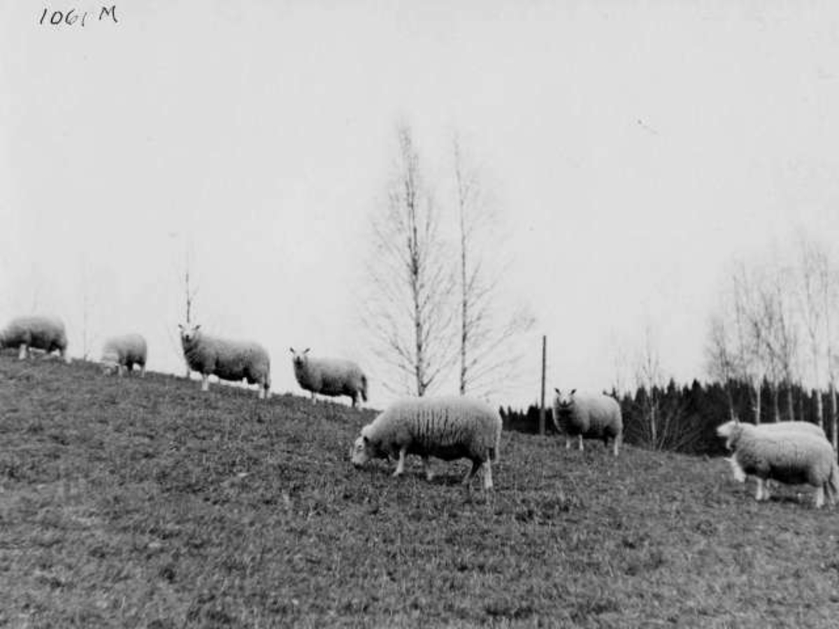 Anders Beer Wilse, -6925
