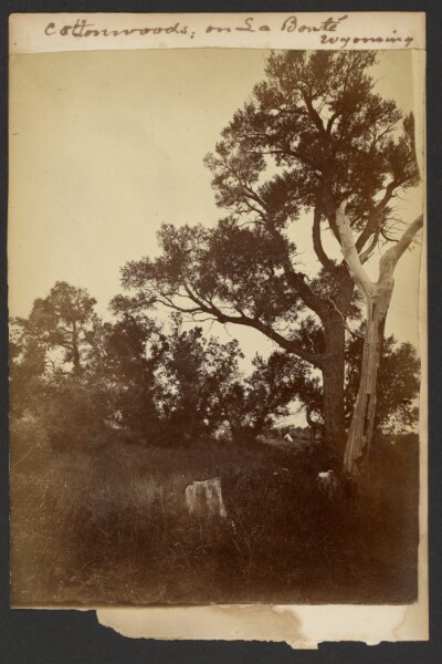 William Henry Jackson, [Cottonwoods: On La Bonté Creek, Wyoming]
