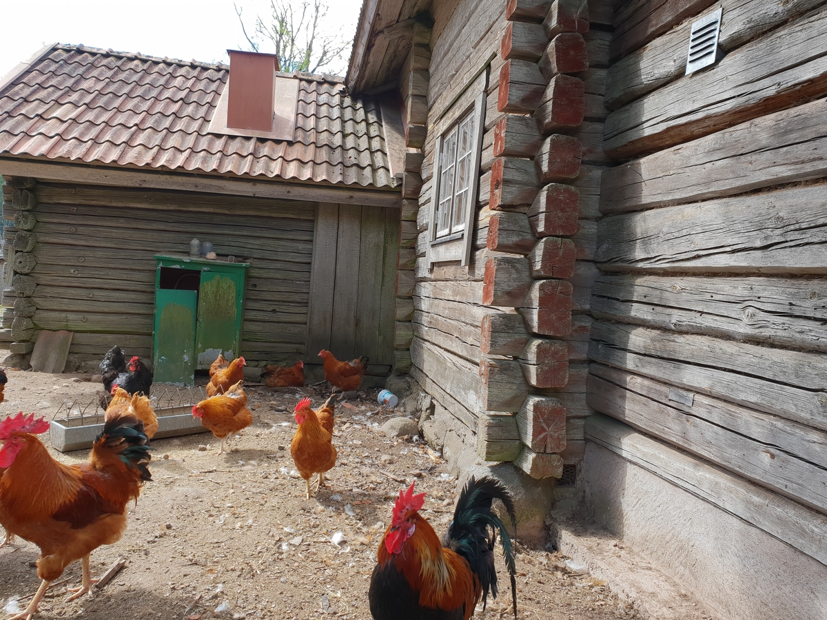 Jennie Tiderman-Österberg, Roosters, hens, poultry, Östra Grunuberg, Orsa, summer 2018.