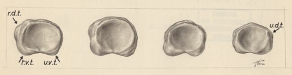 J Tinkelenberg, Four finger joints seen from above