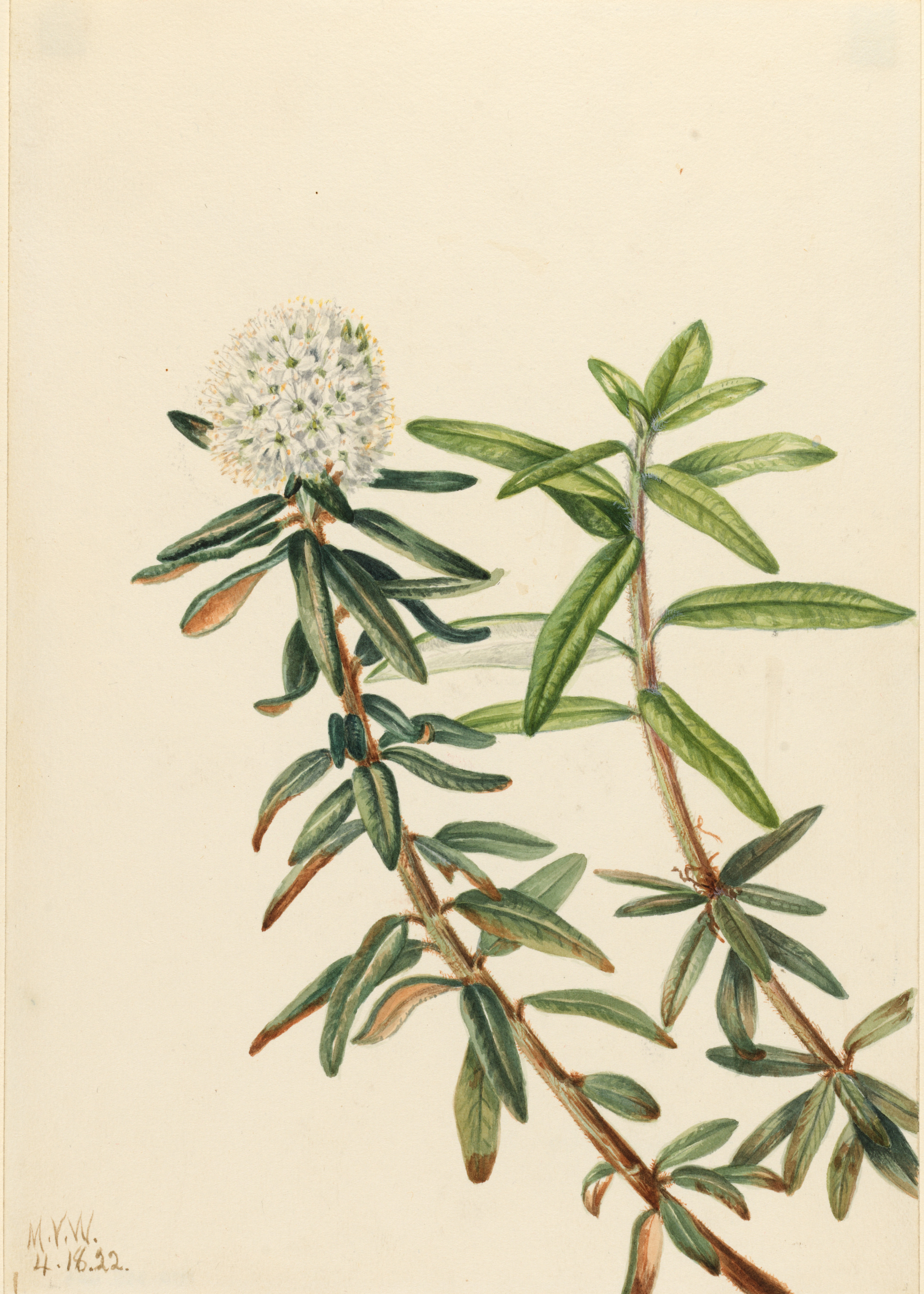 Mary Vaux Walcott, Labrador Tea (Ledum groenlandicum)