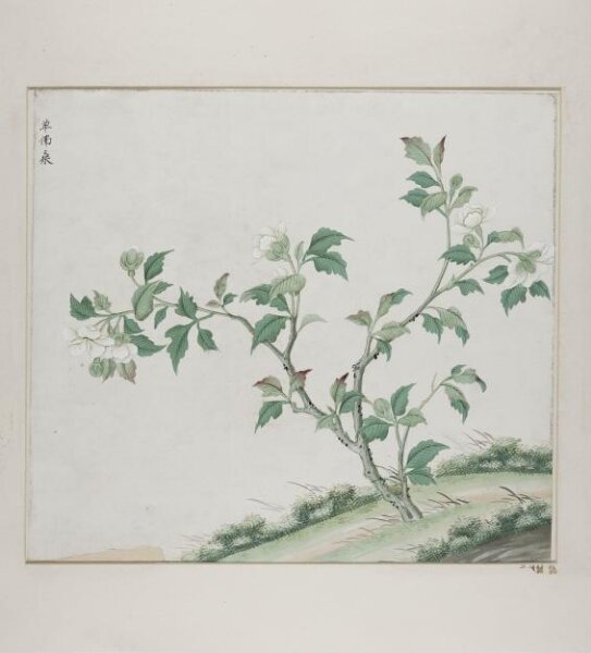 Unknown, Dan fo sang