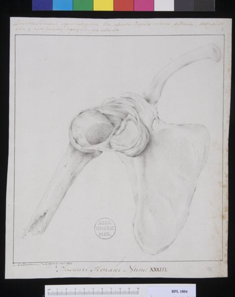 M. Houtman, Pathology, fractures (Shoulder)
