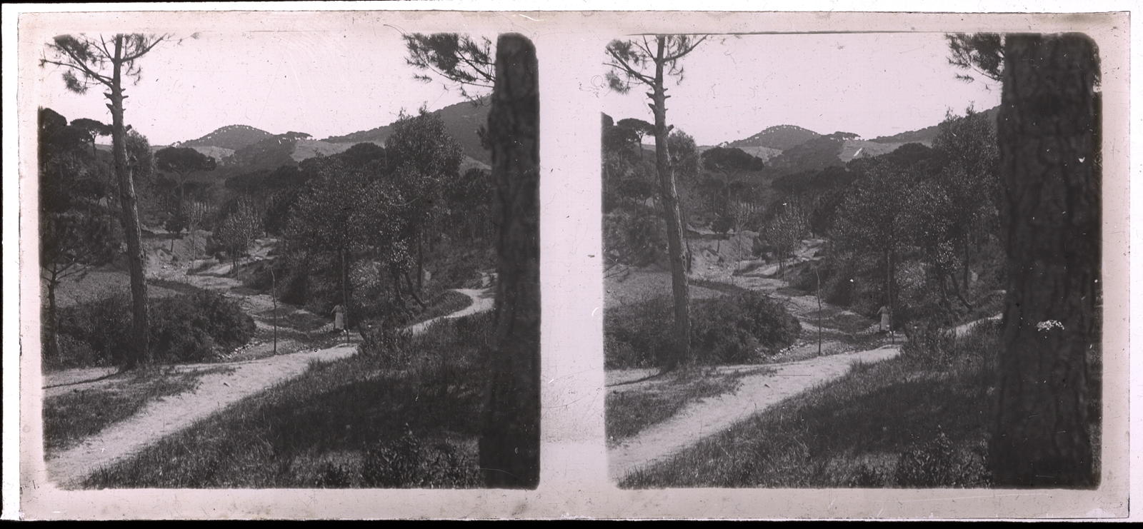 Desconegut, [Forest landscape]