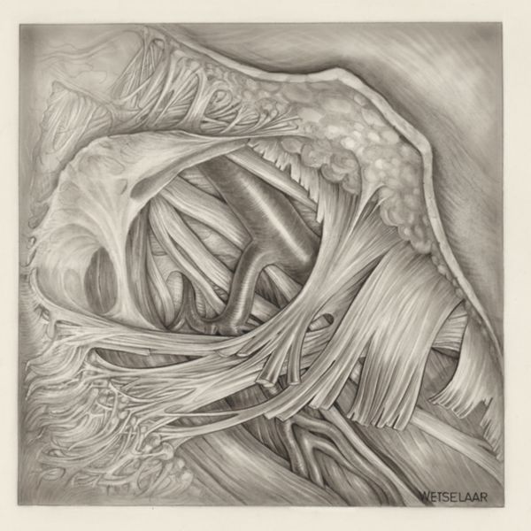 H.G Wetselaar, Muscular tissue of the hand or fingers