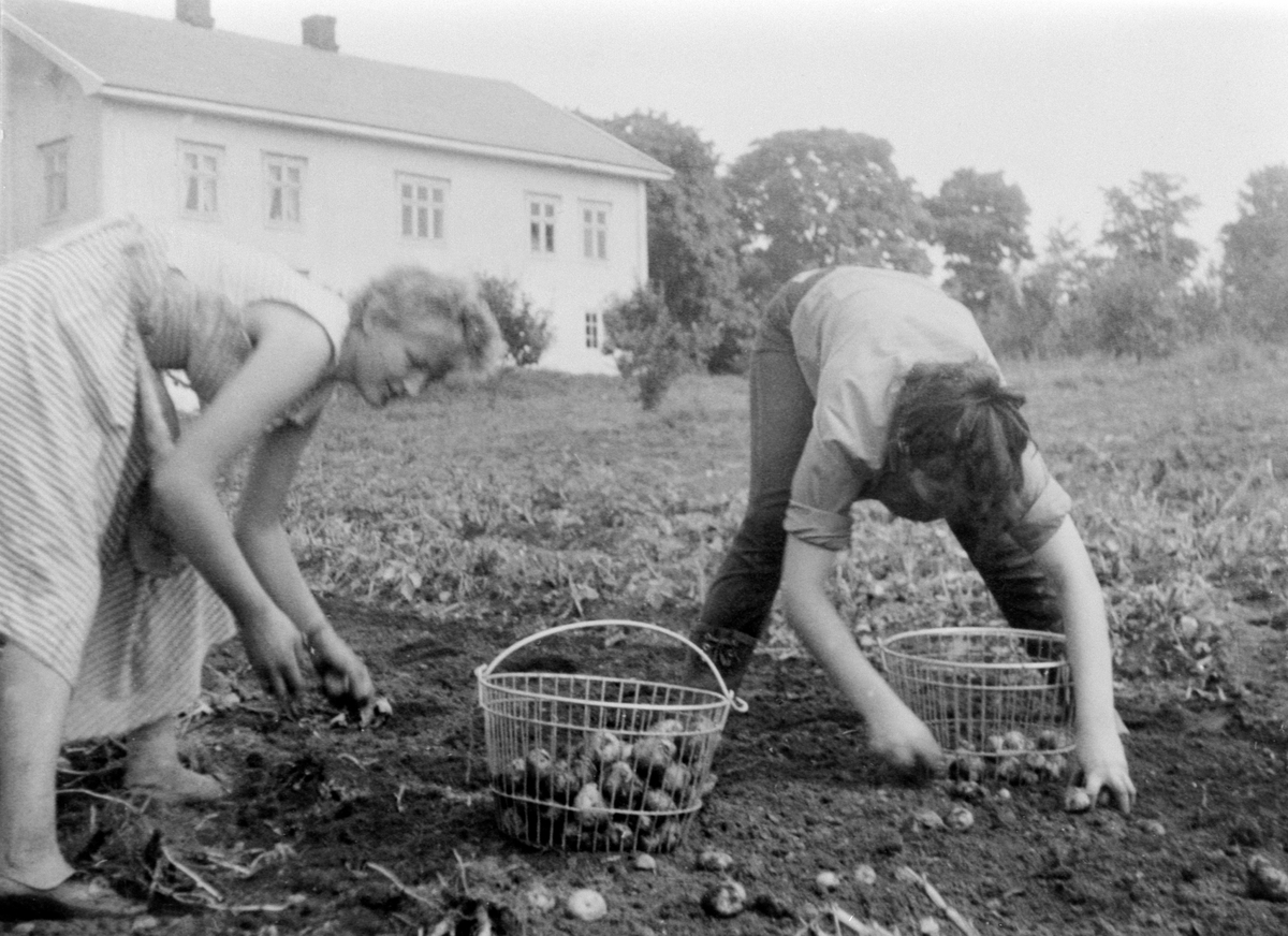 Anno Domkirkeodden, Potetplukkere på Heggenhaugen, Ringsaker. Hjørdis Kusch og frk. Spidsberg.