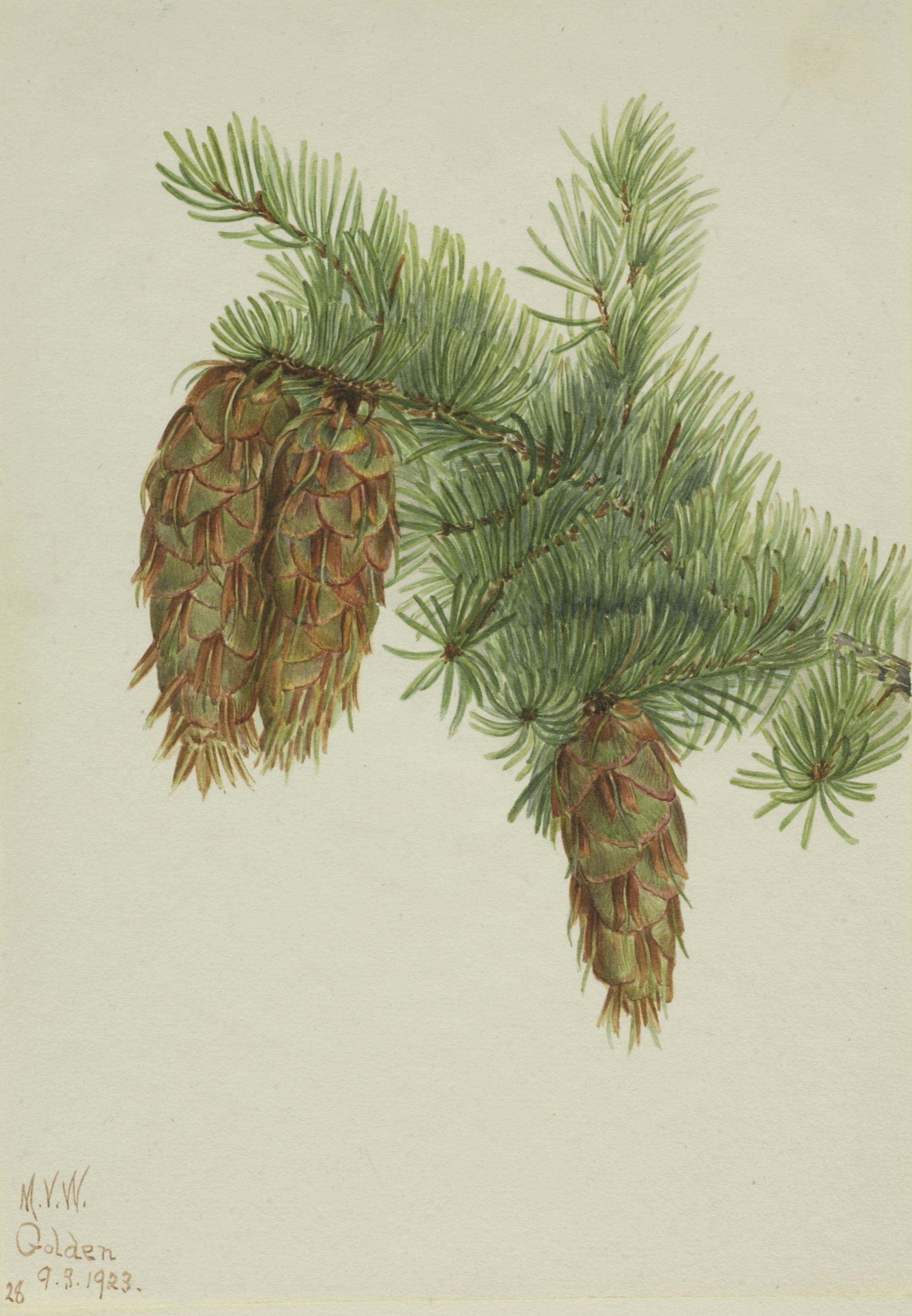 Mary Vaux Walcott, Douglas Fir (Pseudotsuga mucronata)