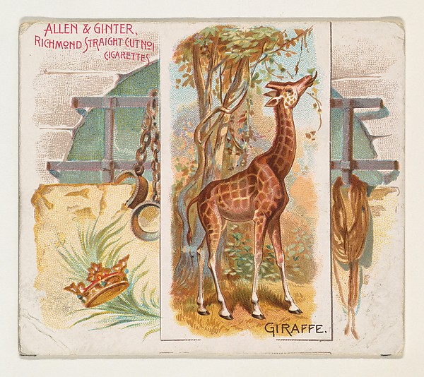 Allen & Ginter, Giraffe, from Quadrupeds series (N41) for Allen & Ginter Cigarettes