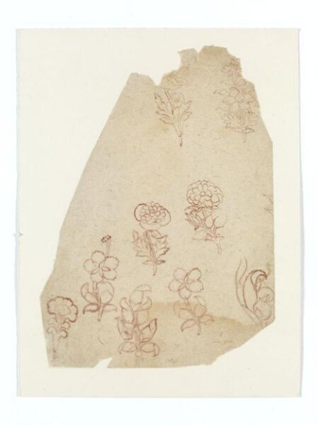 Unknown, Drawing