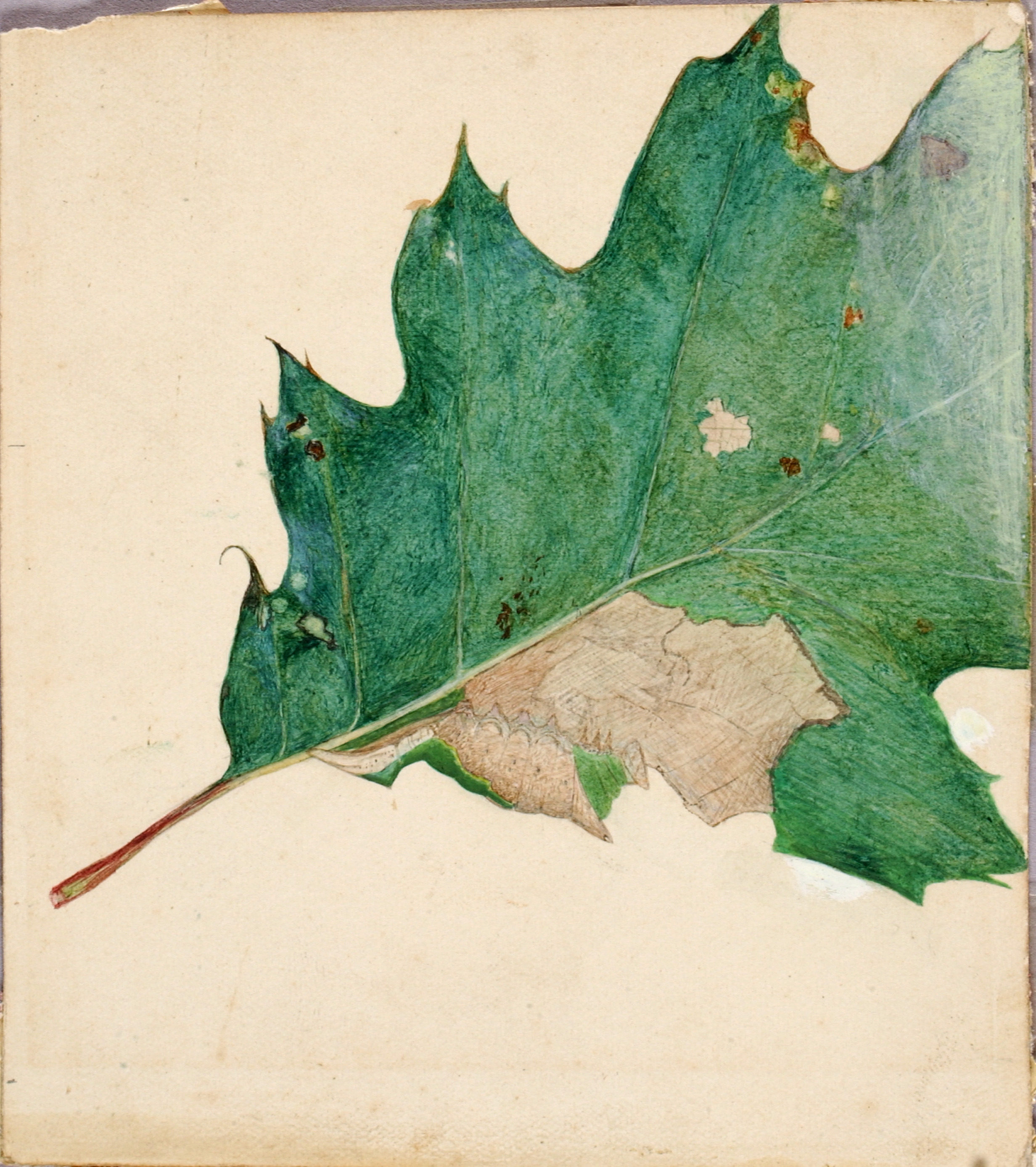 Abbott Handerson Thayer, Oligocentra Lignicolor, Walker, study for book Concealing Coloration in the Animal Kingdom