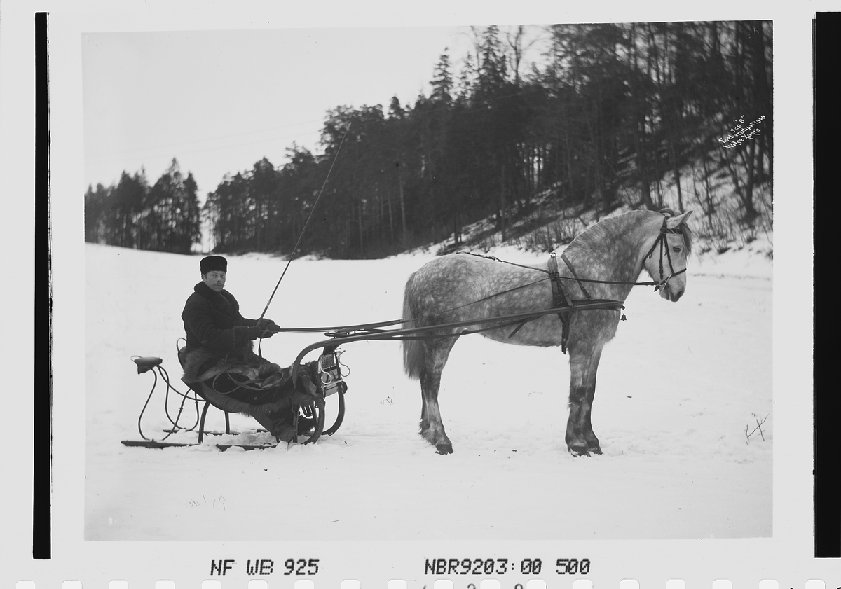 Anders Beer Wilse, Prot: Wirstads hest