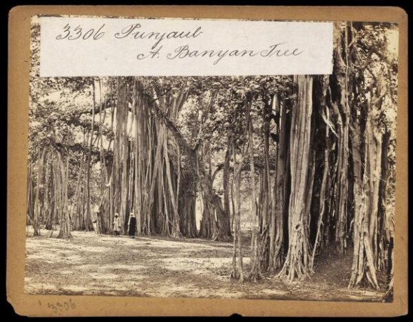 Francis Frith, Photograph